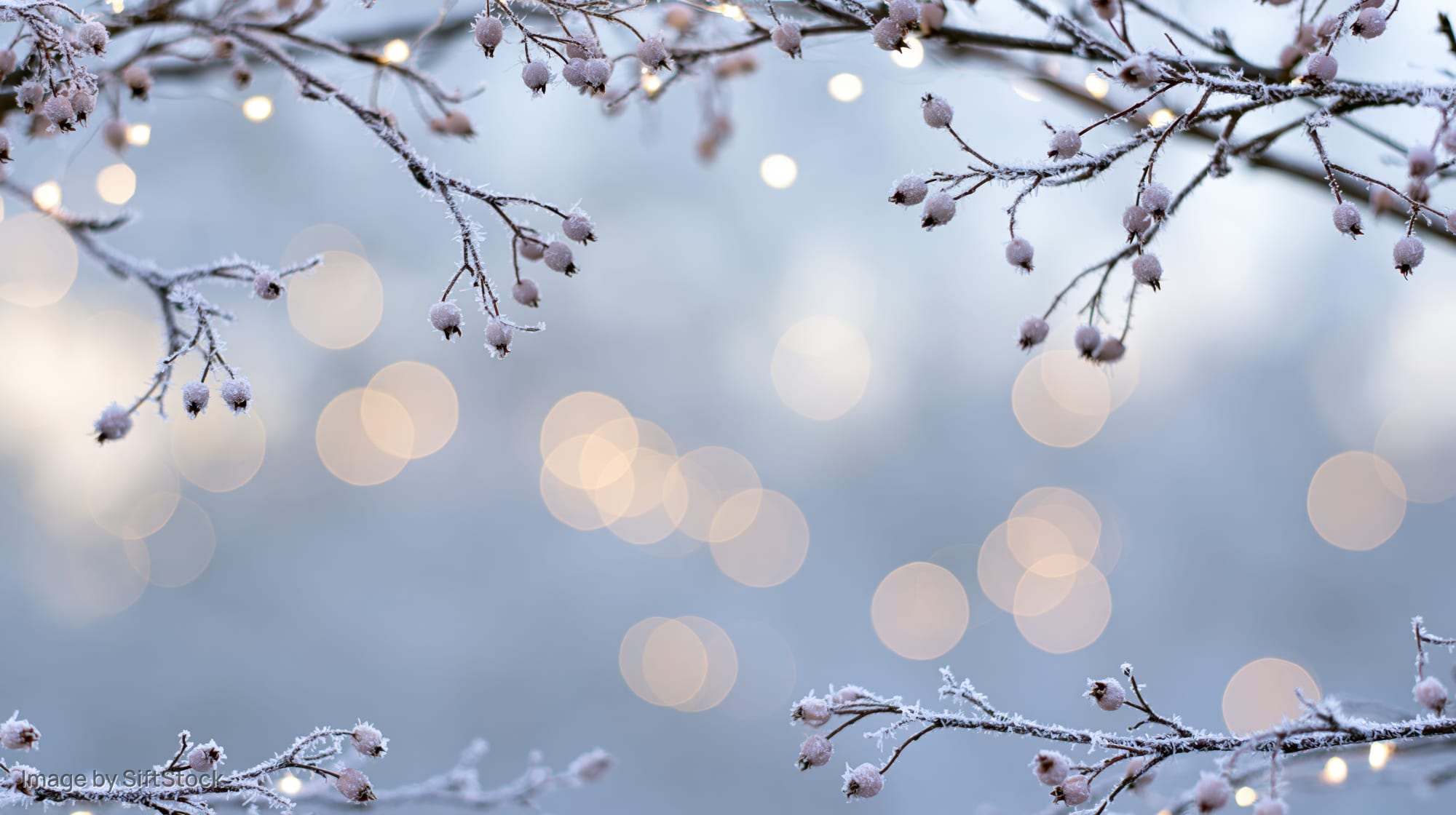 Frost-covered branches with frozen berries framed against soft glowing lights in winter evening outdoors