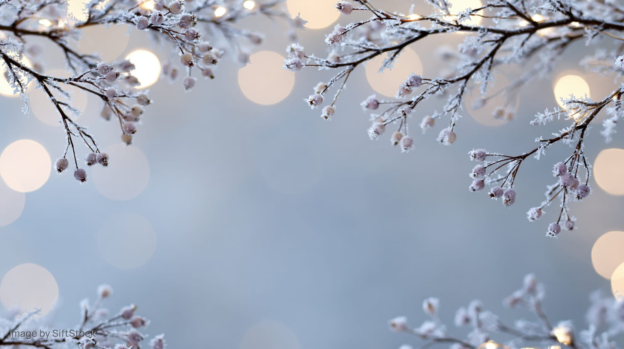 Frost-covered branches with frozen berries framing a soft bokeh background