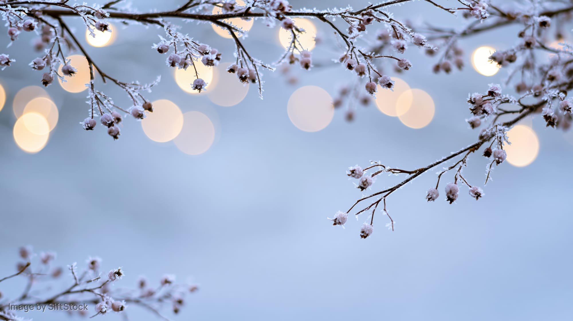 Frost-covered branches with frozen berries against a soft bokeh of warm lights in the evening sky