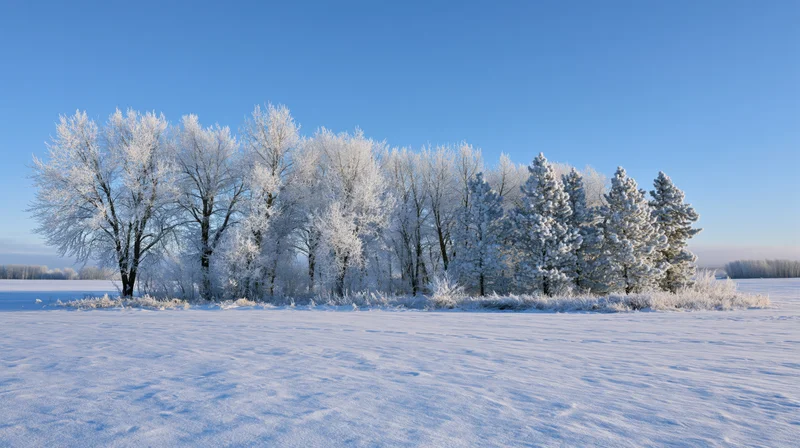 Frost-covered trees lining a snow-covered field under a clear blue sky