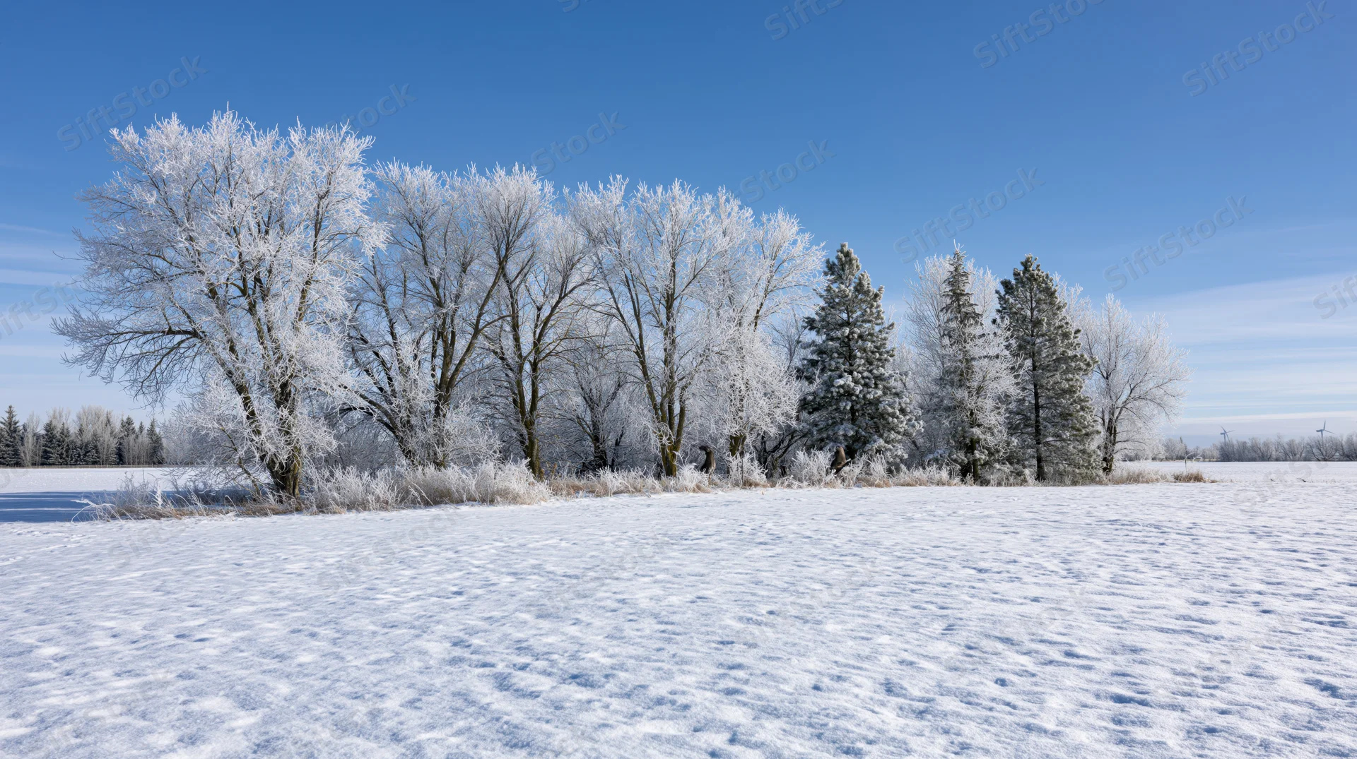 Frost-covered trees lining a snow-covered field under a clear blue sky