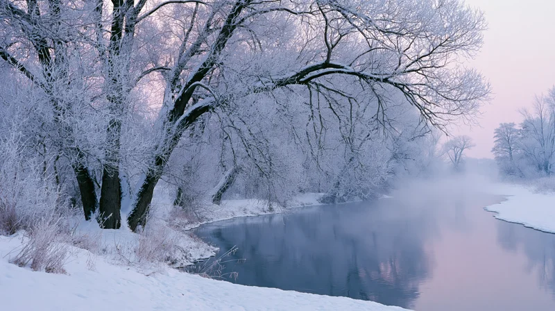 Frost-covered trees arching over a calm unfrozen river at dawn in a snowy landscape