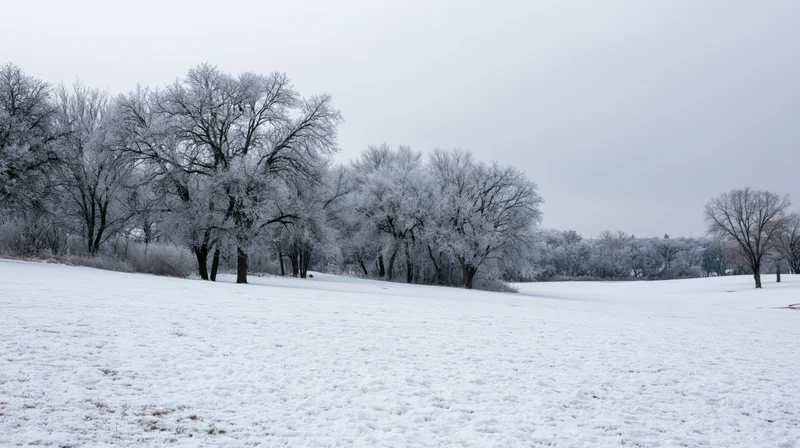 Frost-covered deciduous trees across a snow-covered field under an overcast sky