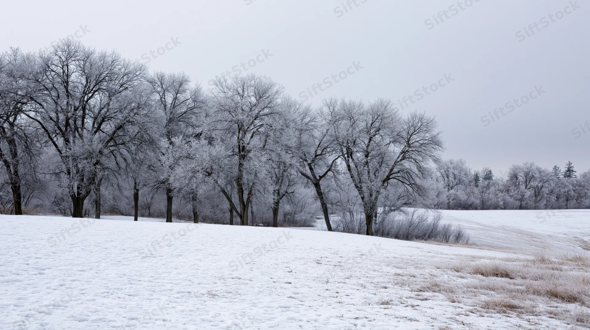 Frost-covered deciduous trees lining a snow-covered field under an overcast sky