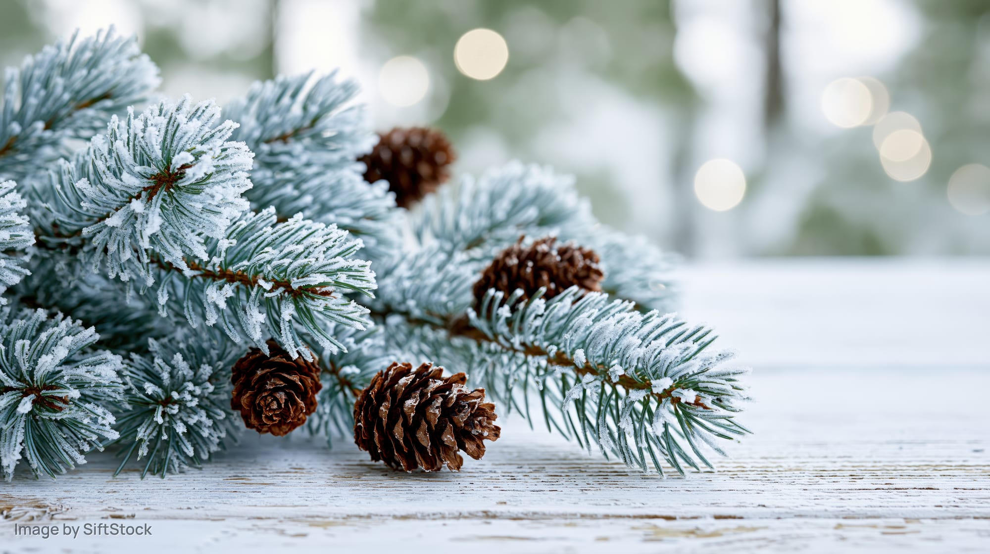 Frost-covered pine branches with pinecones arranged on a white wooden surface