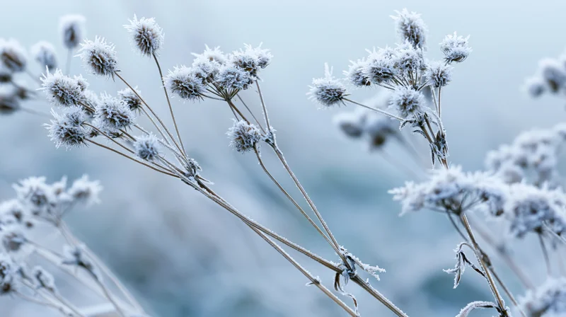 Frost-covered wild meadow plants with dried flower heads in winter landscape