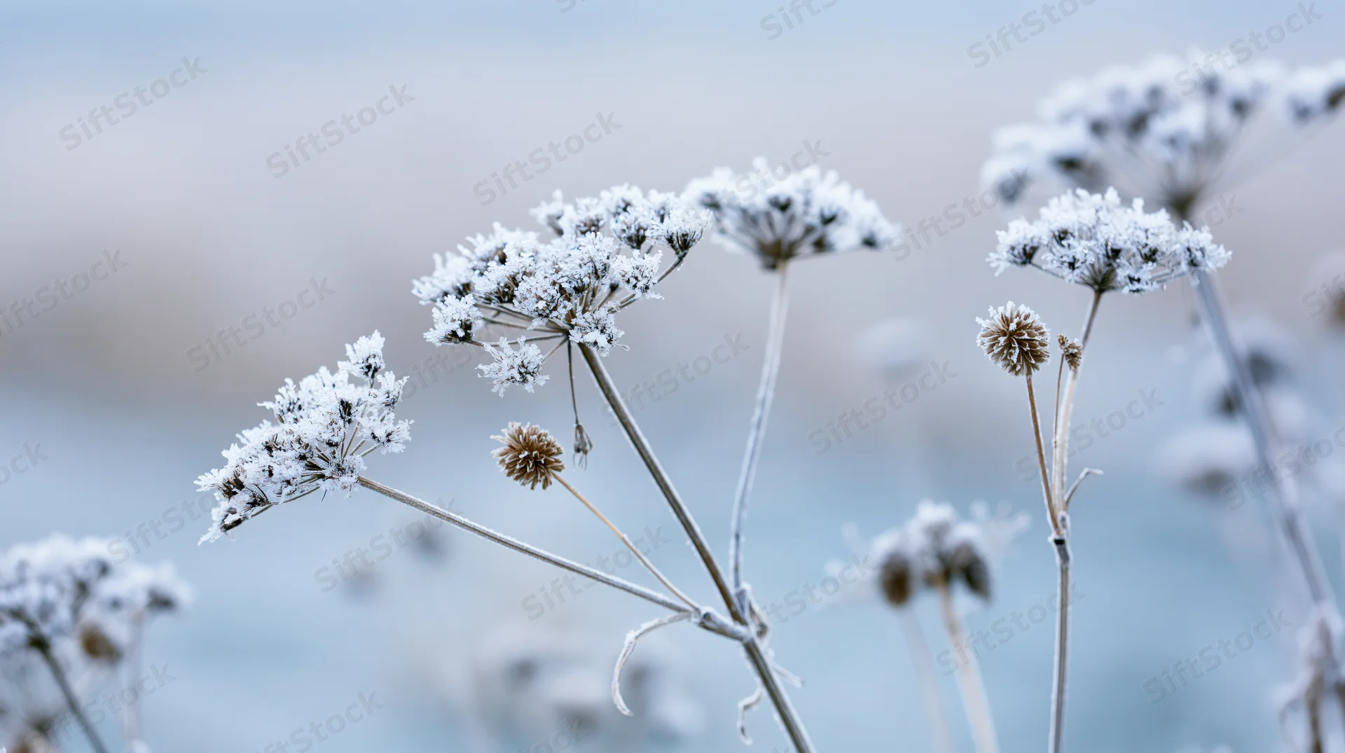 Frost-covered wild meadow plants with dried flower heads in winter landscape