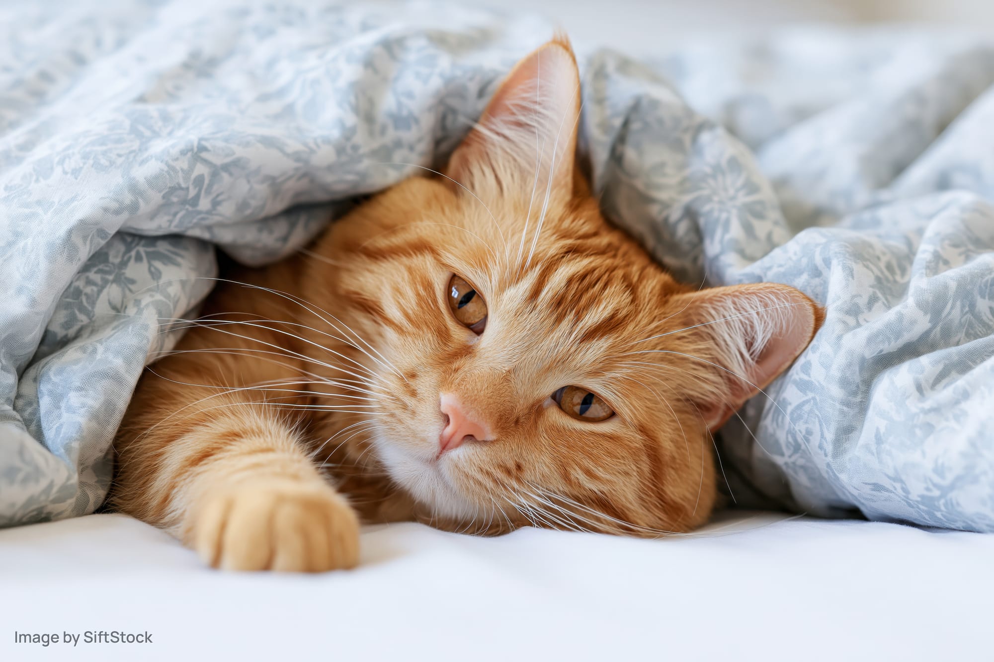 Ginger tabby cat lying on its side peeking out from under a floral blanket on a bed
