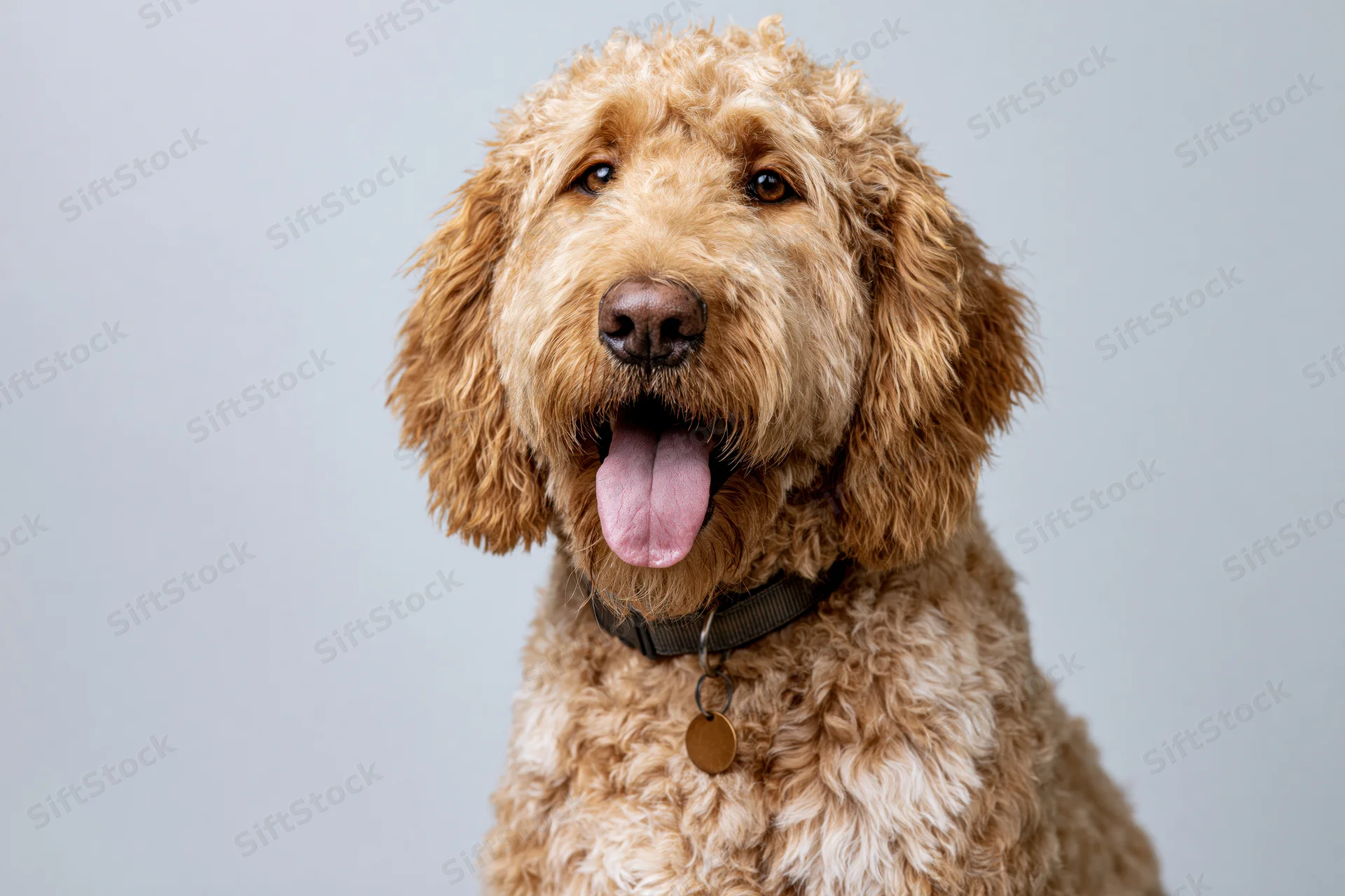 Golden labradoodle sitting upright facing camera with mouth open and tongue out against light gray background