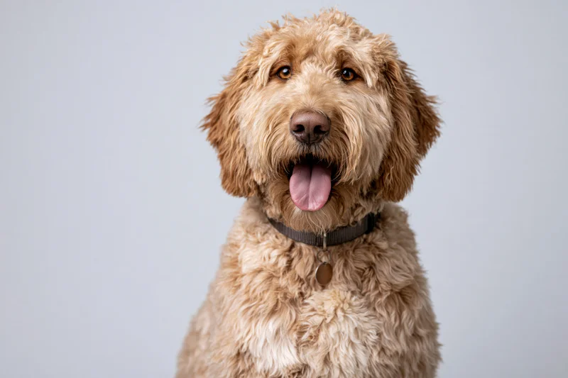 Golden labradoodle sitting upright facing camera with tongue out wearing collar and tag against light gray background