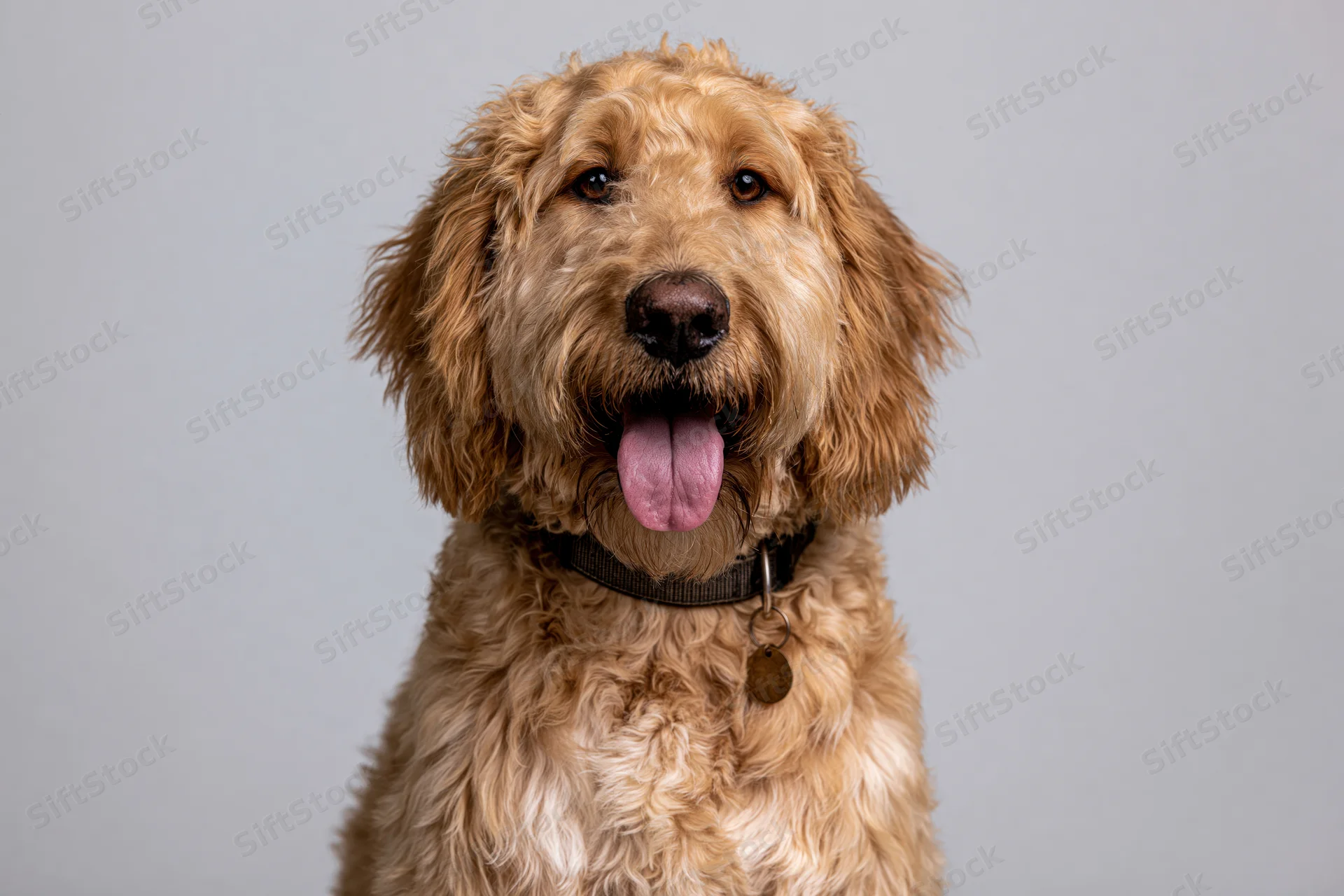 Golden labradoodle sitting upright facing camera with tongue out wearing collar and tag against grey background