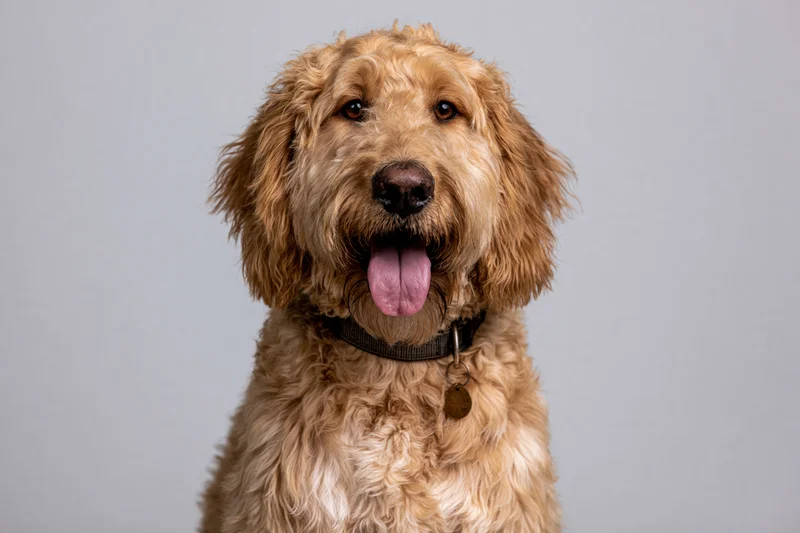 Golden labradoodle sitting upright facing camera with tongue out wearing collar and tag against grey background