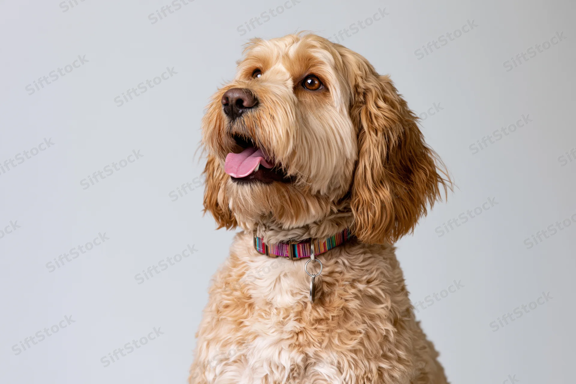 Golden cockapoo sitting upright with mouth open and tongue out against light gray background