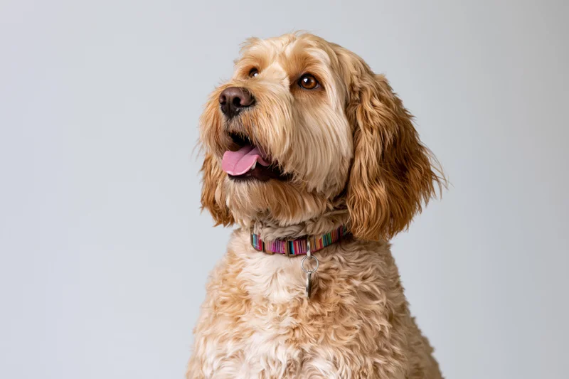 Golden cockapoo sitting upright with mouth open and tongue out against light gray background
