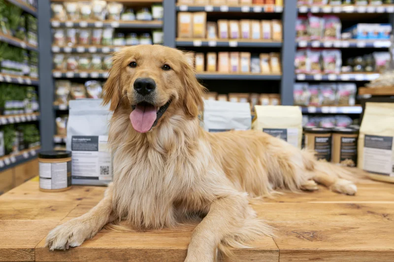 Golden retriever lying on wooden counter inside pet store with products on shelves behind