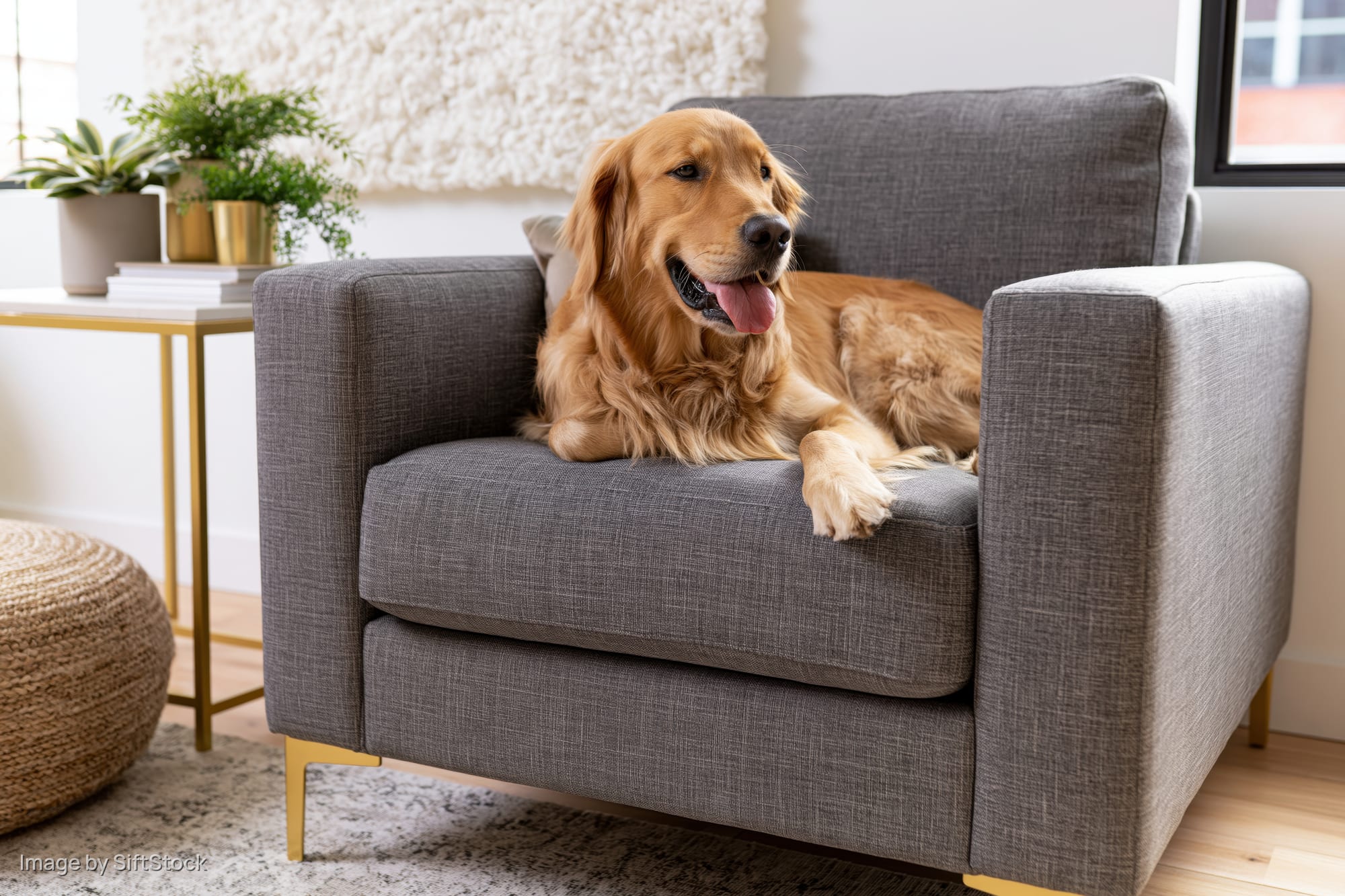 Golden retriever lying relaxed on a gray fabric armchair in a living room