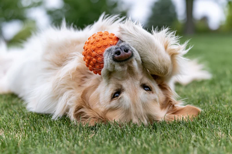 Golden retriever lying on grass with orange ball in mouth, paw raised, eyes looking up