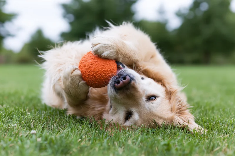 Golden retriever lying on grass playing with orange ball