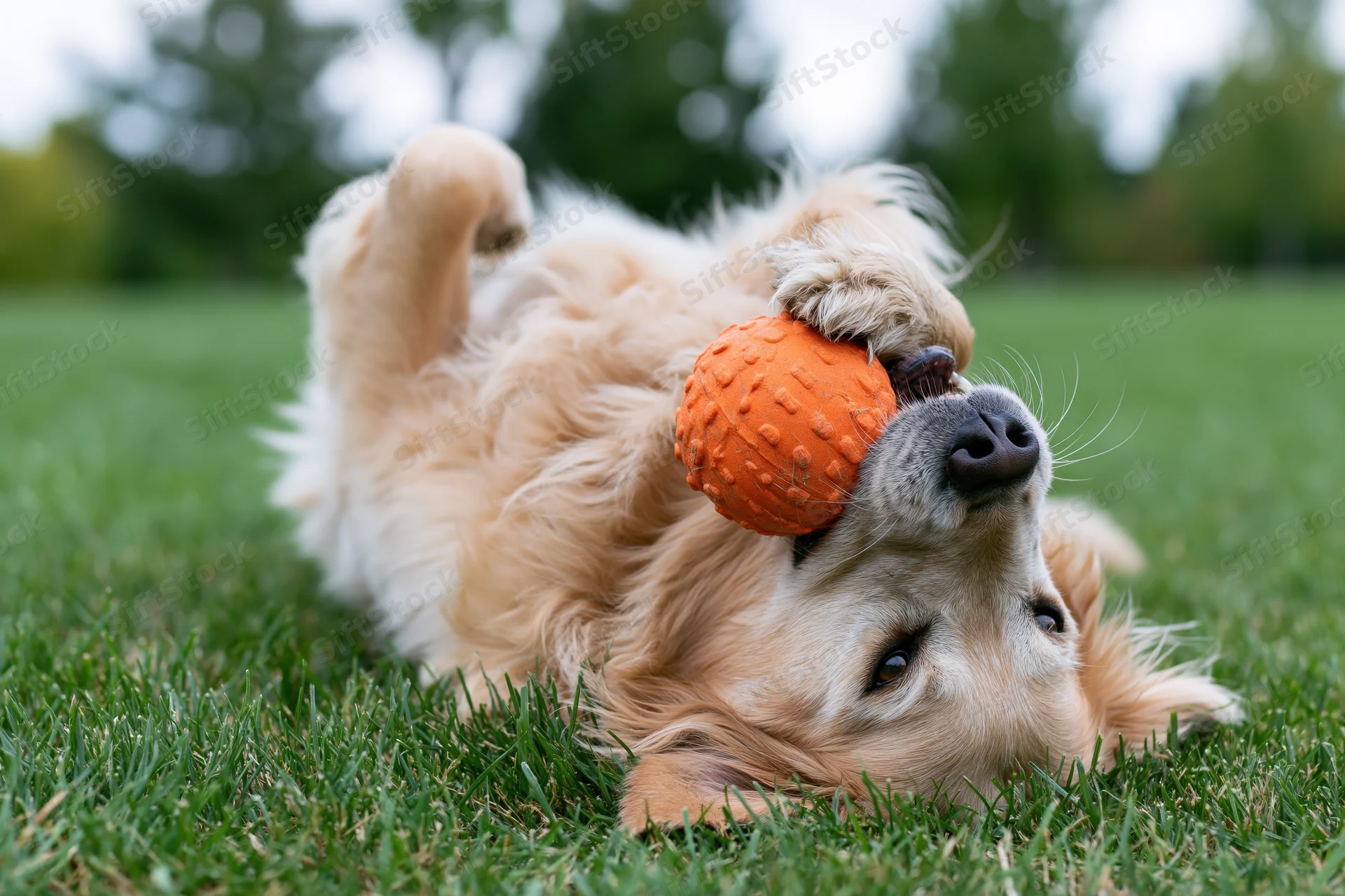 Golden retriever playing with orange ball on grass, lying on back, outdoors