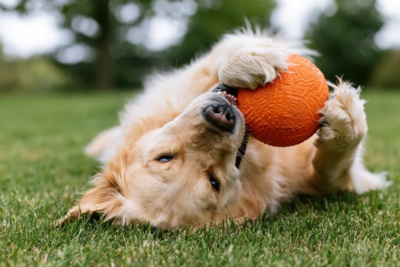 Golden retriever playing with orange ball on grass