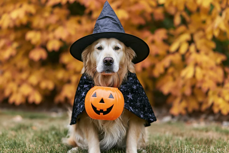 Golden retriever in witch costume with pumpkin bucket sitting on grass in autumn foliage