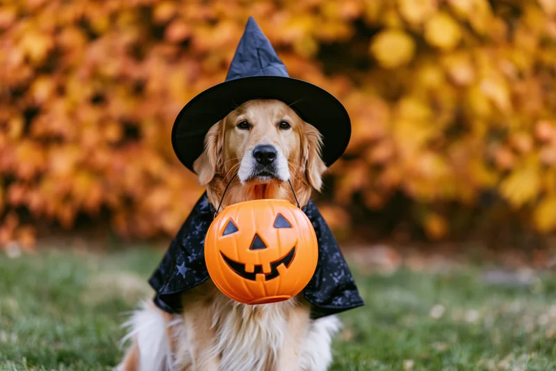 Golden retriever in witch costume holding pumpkin on grass with autumn foliage behind