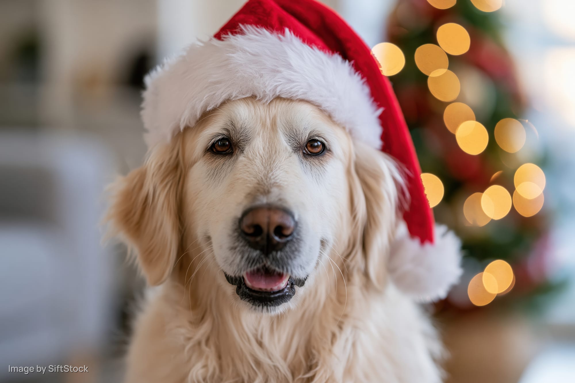 Golden retriever wearing santa hat indoors with blurred christmas lights in background