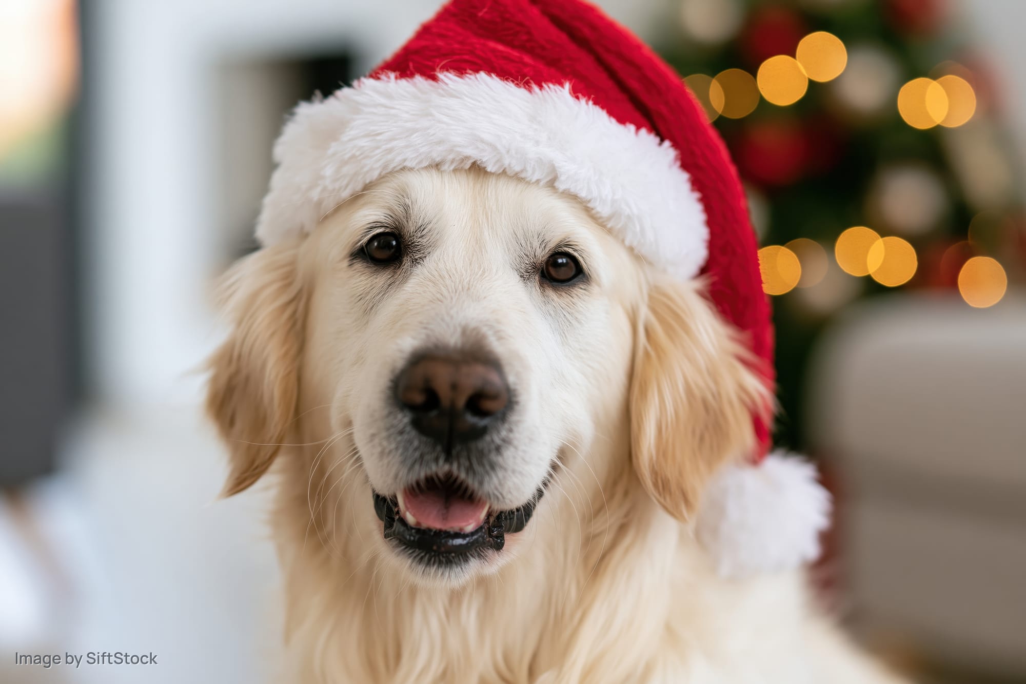 Golden retriever wearing santa hat indoors with festive lights in background
