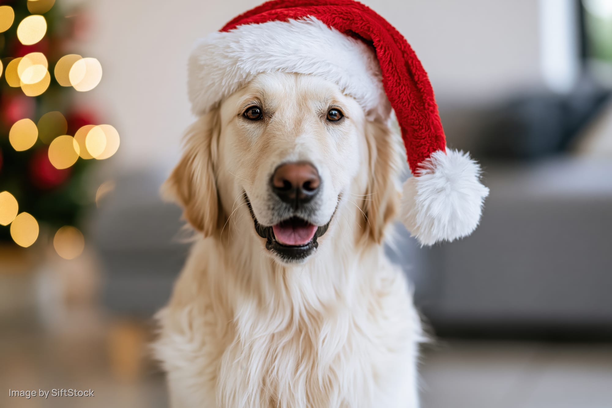 Golden retriever wearing santa hat sitting indoors near christmas lights