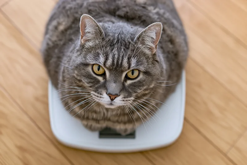 Gray tabby cat sitting loafed on white digital scale on wooden floor