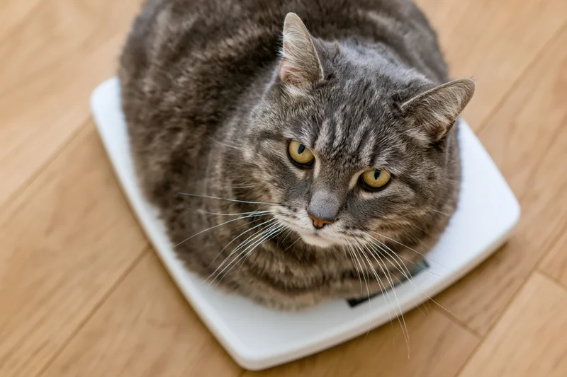 Gray tabby cat sitting loafed on white digital bathroom scale on wooden floor