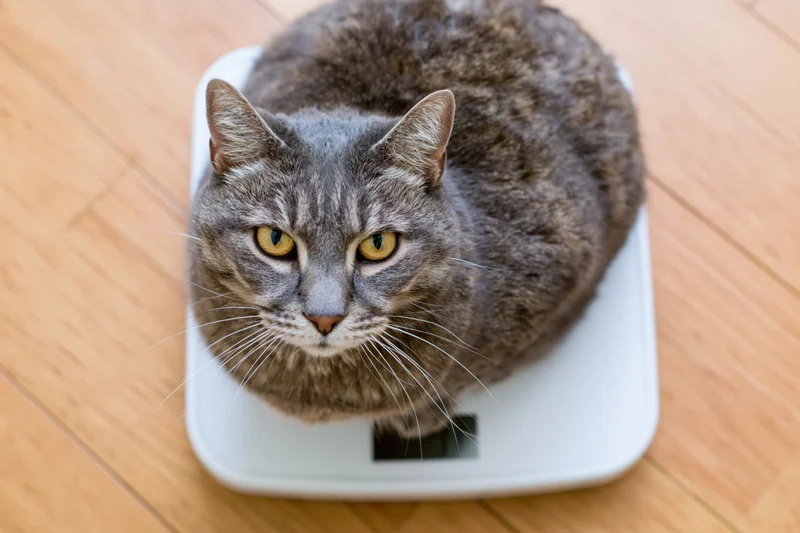 Gray tabby cat sitting loafed on white digital bathroom scale on wooden floor