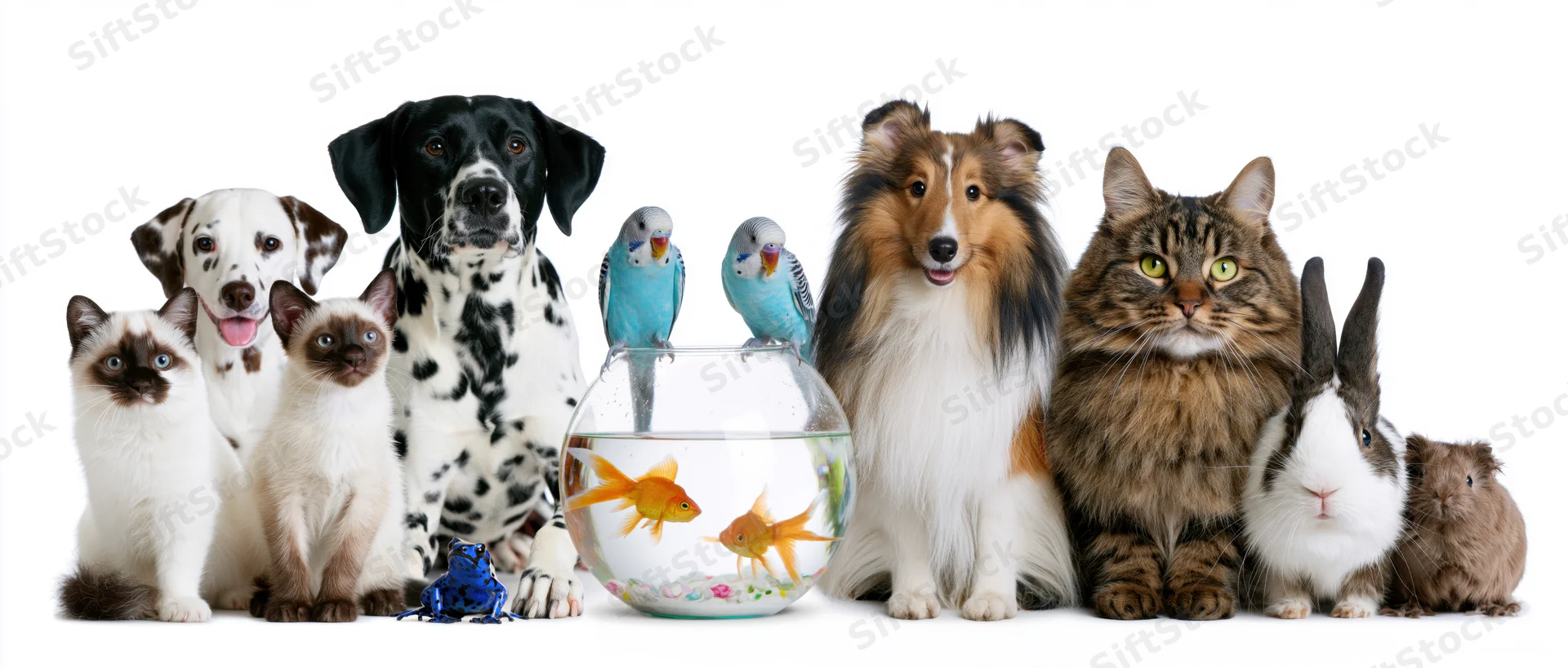 Assorted pet animals arranged in a row facing forward on white background