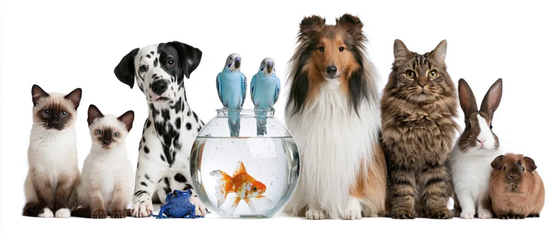 Assorted pet animals arranged in a row facing forward on white background