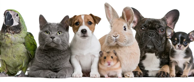 Group of household pets lined up together against a white background