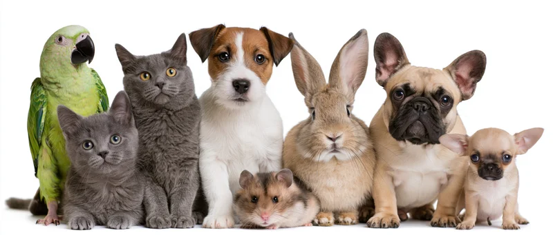 Group of household pets lined up together against white background