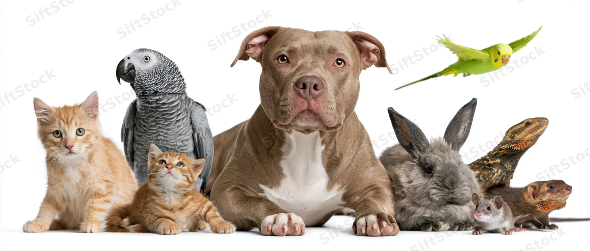 Group of common pet animals arranged together against a plain white background