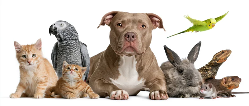 Group of common pet animals arranged together against a plain white background
