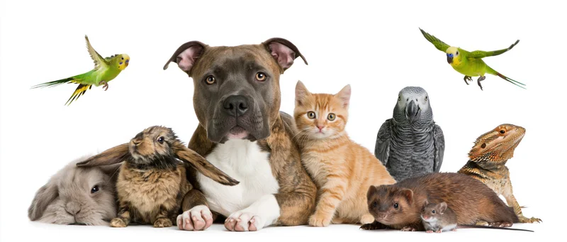 Group of common pet animals including dog, cat, rabbit, parrot, hamster, mouse, and lizard arranged together against a plain white background