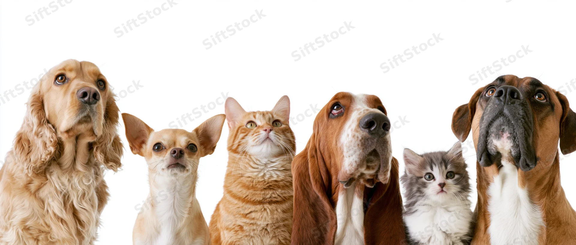 Group of dogs and cats looking up against white background