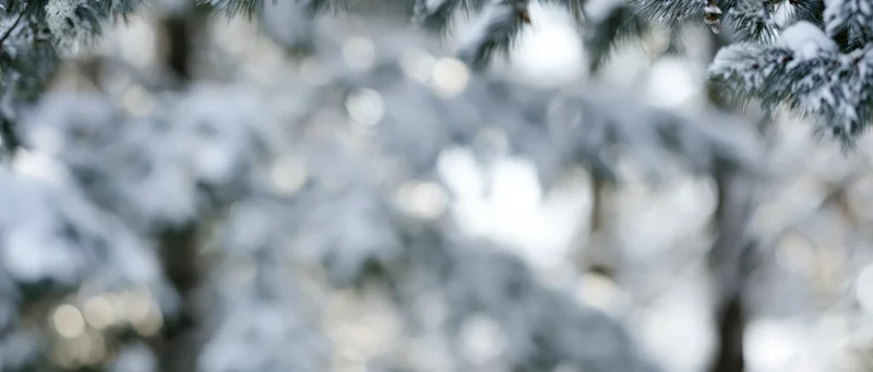 Snow-covered pine branches in a blurred winter forest scene