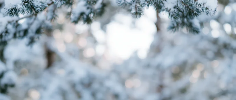 Snow-covered pine branches in a blurred winter forest scene