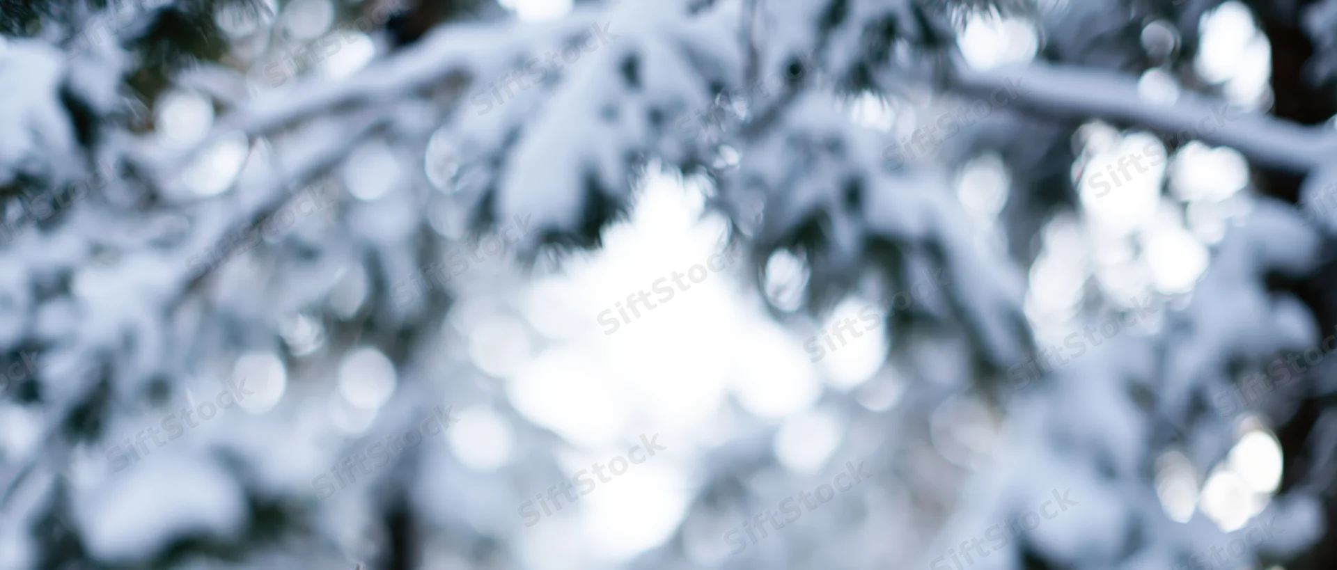 Snow-covered pine branches in soft focus against bright sky in winter forest