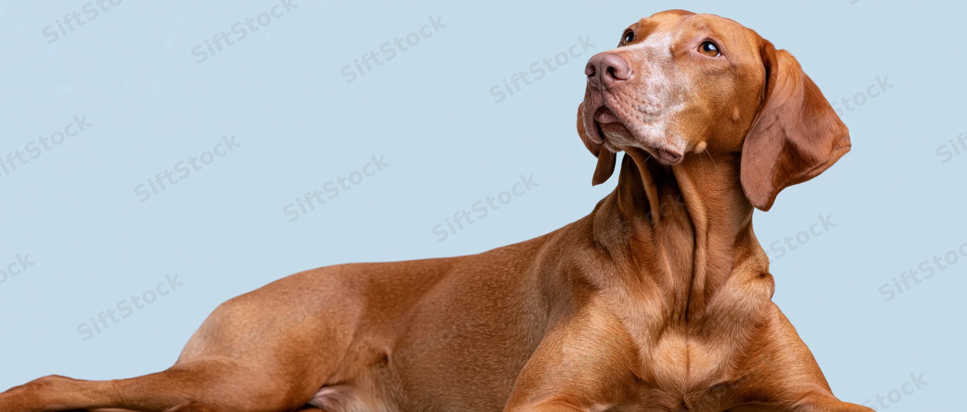 Hungarian vizsla dog lying down with front legs stretched on light blue background