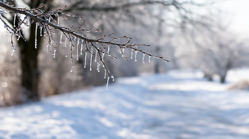 Ice-coated tree branch with frozen droplets hanging over snowy ground in winter landscape
