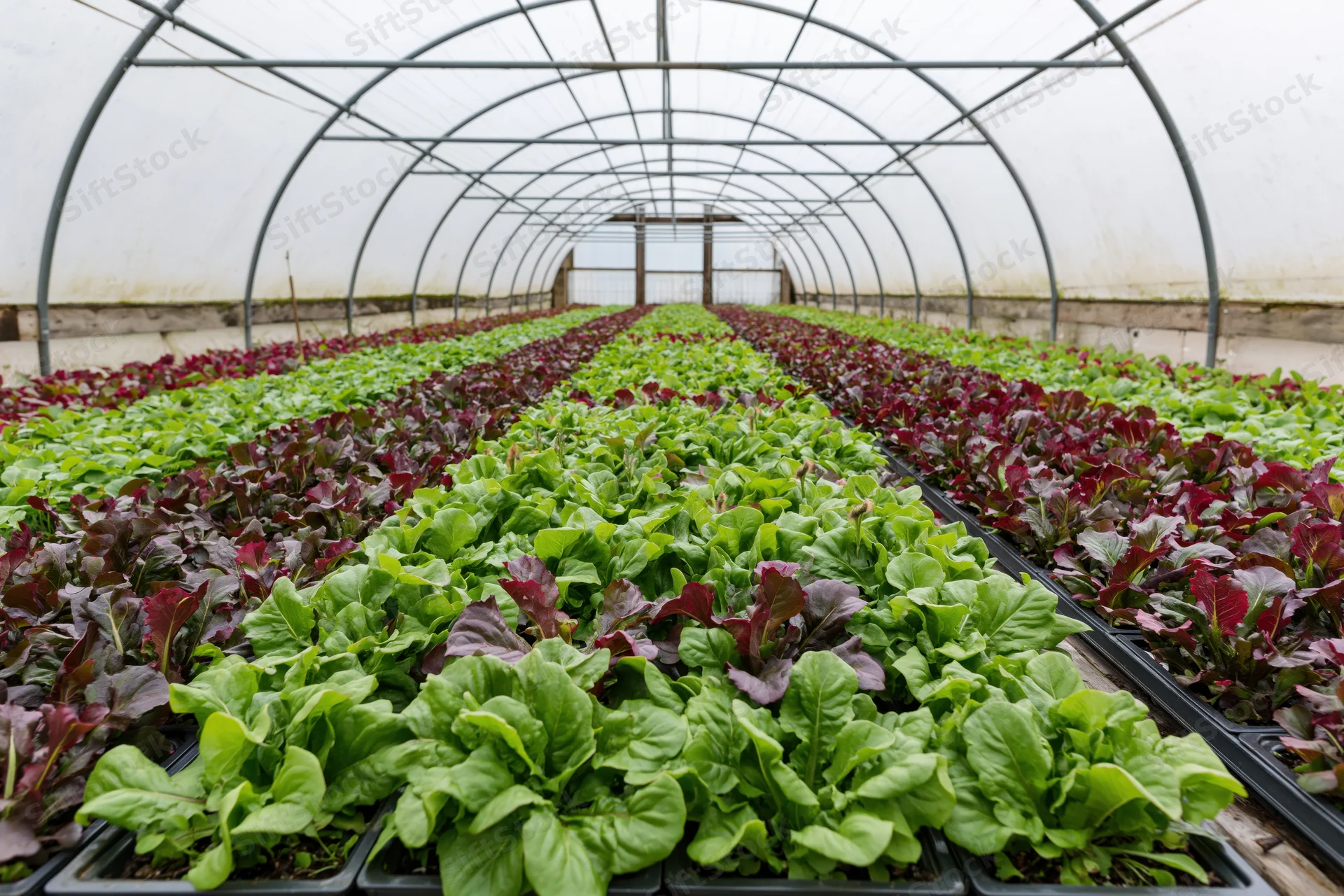 Rows of green and red lettuce growing in trays inside a commercial polytunnel greenhouse