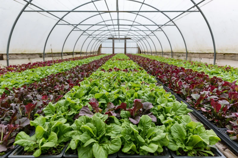 Rows of green and red lettuce growing in trays inside a commercial polytunnel greenhouse