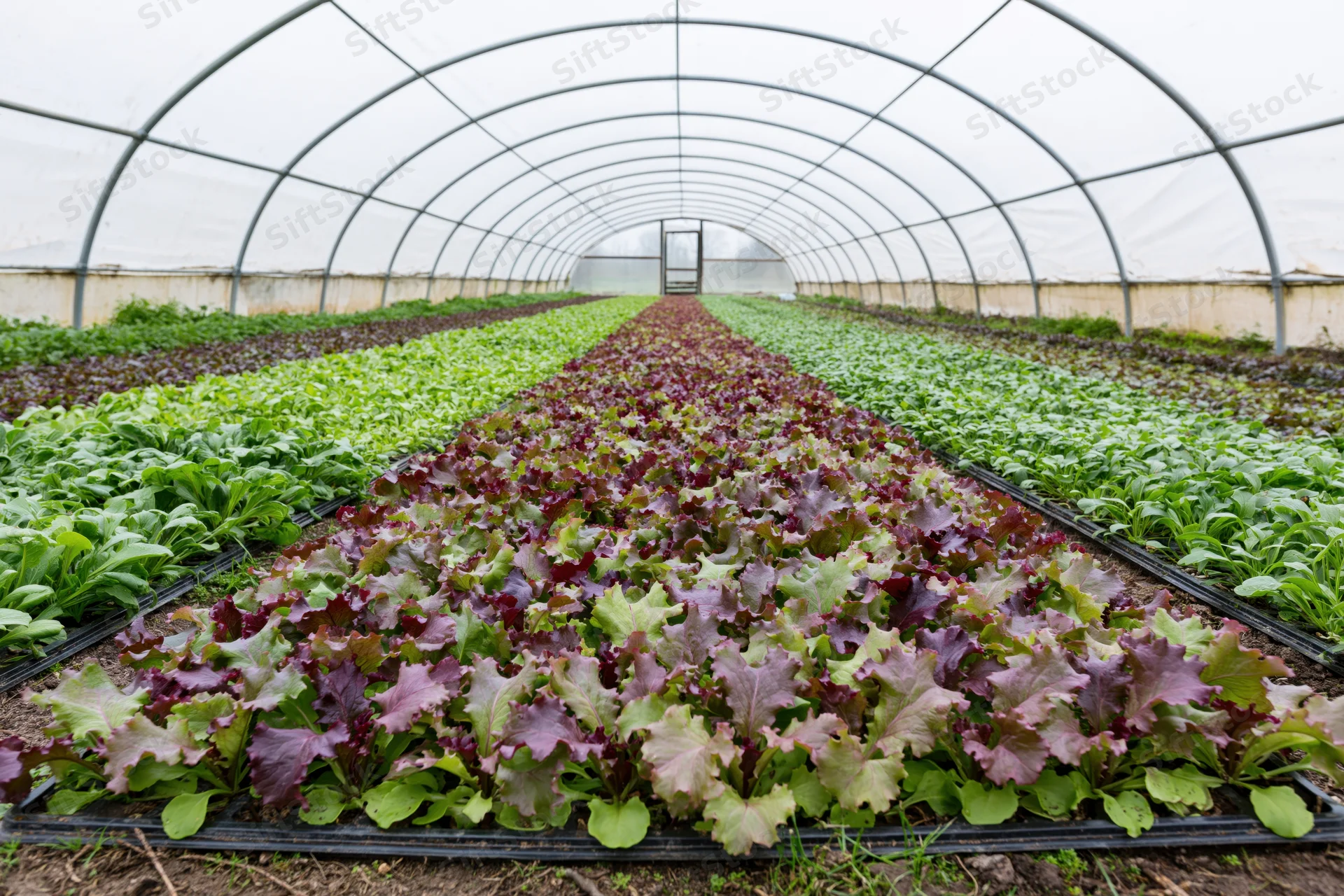 Rows of red and green lettuce growing in black beds inside a polytunnel greenhouse
