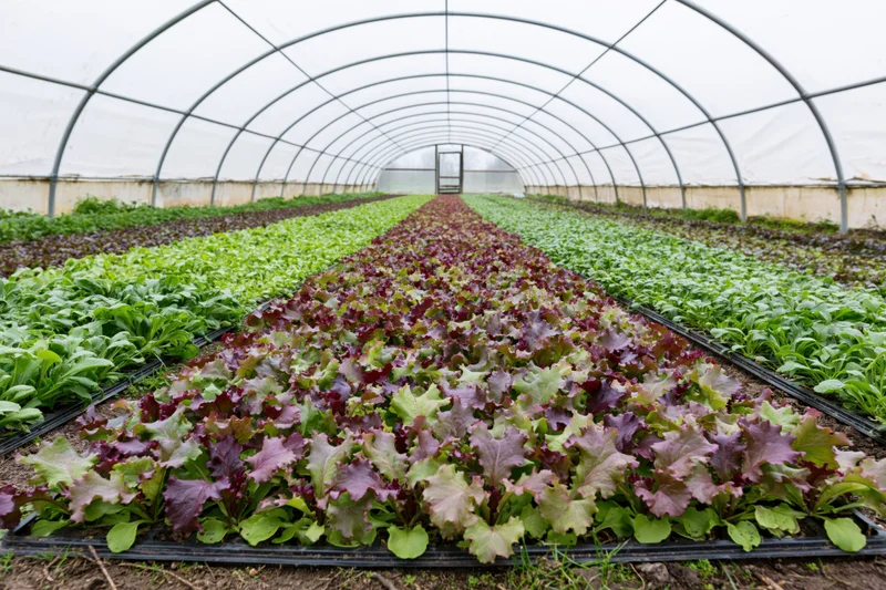 Rows of red and green lettuce growing in black beds inside a polytunnel greenhouse