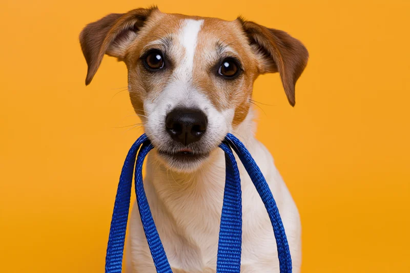 Jack russell terrier holding blue nylon leash in mouth against orange background
